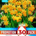 Narcissus ‘Tête-à-Tête’