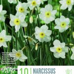 NARCISSUS SEGOVIA x10