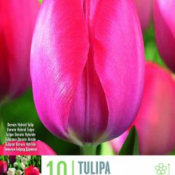 Tulipa ‘Van Eijk’