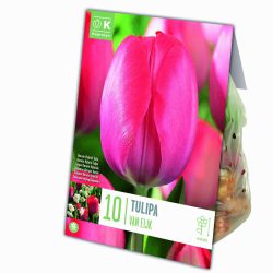 Tulipa ‘Van Eijk’