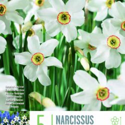 Narcissus ‘Recurvus’