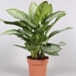 Aglaonema  ‘Feel Green’