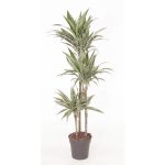 Dracaena Deremensis ‘Warneckei’