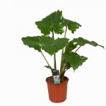 Alocasia Portodora