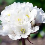 Armeria maritima alba