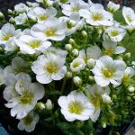 Saxifraga Arendsii White