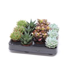 Succulents Mix xxl