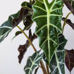 Alocasia curly bambino
