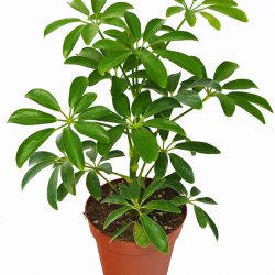 Schefflera ‘Nora’ (Umbrella Plant)