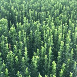 Euonymus Jean Hughes