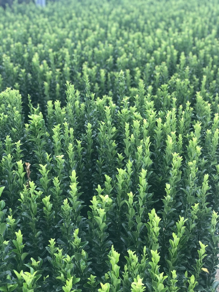 Euonymus Jean Hughes