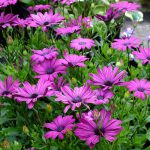 Osteospermum ecklonis – Osteospermum Purple