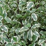 Pittosporum Tenuifolium Variegatum Pyramid