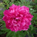 Paeonia Lactiflora Karl Rosenfield
