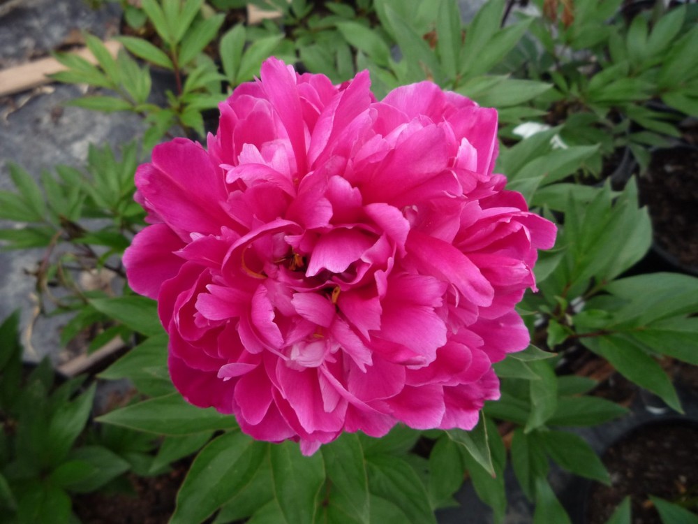 Paeonia Lactiflora Karl Rosenfield
