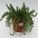 Rosmarinus Off. ‘Prostratus’