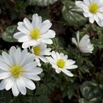 Anemone blanda ‘White Splendour’