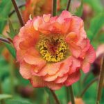 Geum Mai Tai