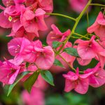 Bougainvillea sand. Pyramid Extra