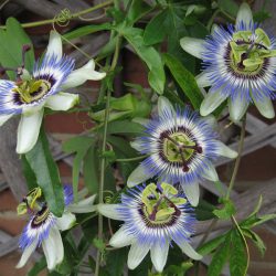 Passiflora caerulea