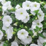 Surfinia White – Trailing Petunia White