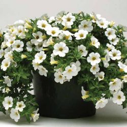 Calibrachoa White