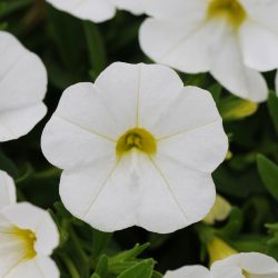Calibrachoa White