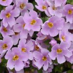 Bacopa Pink – Bacopa rosea