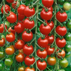 Tomato Gardeners Delight