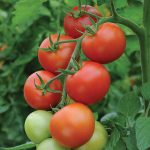 ‘Moneymaker’ tomato – Solanum lycopersicum ‘Moneymaker’