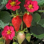 ‘Toscana’ strawberry – Fragaria ‘Toscana’