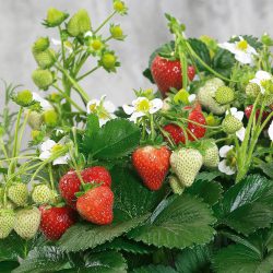 Strawberry Elan