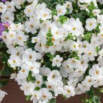 Bacopa Gulliver White