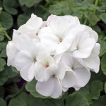 Geranium Upright White – Pelargonium x hortorum ’White’