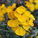 Erysimum Fragrant Sunshine