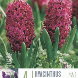Hyacinth Woodstock Bulbs