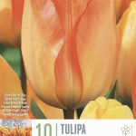 Darwin ‘Hybrid Tulip’
