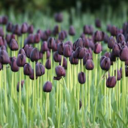 Tulipa ‘Queen of night’