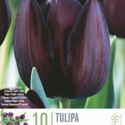 Tulipa ‘Queen of night’