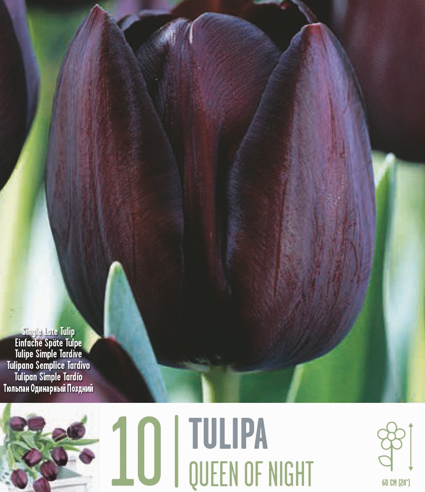 Queen of the Night Tulips