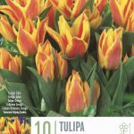 Winnipeg Tulip