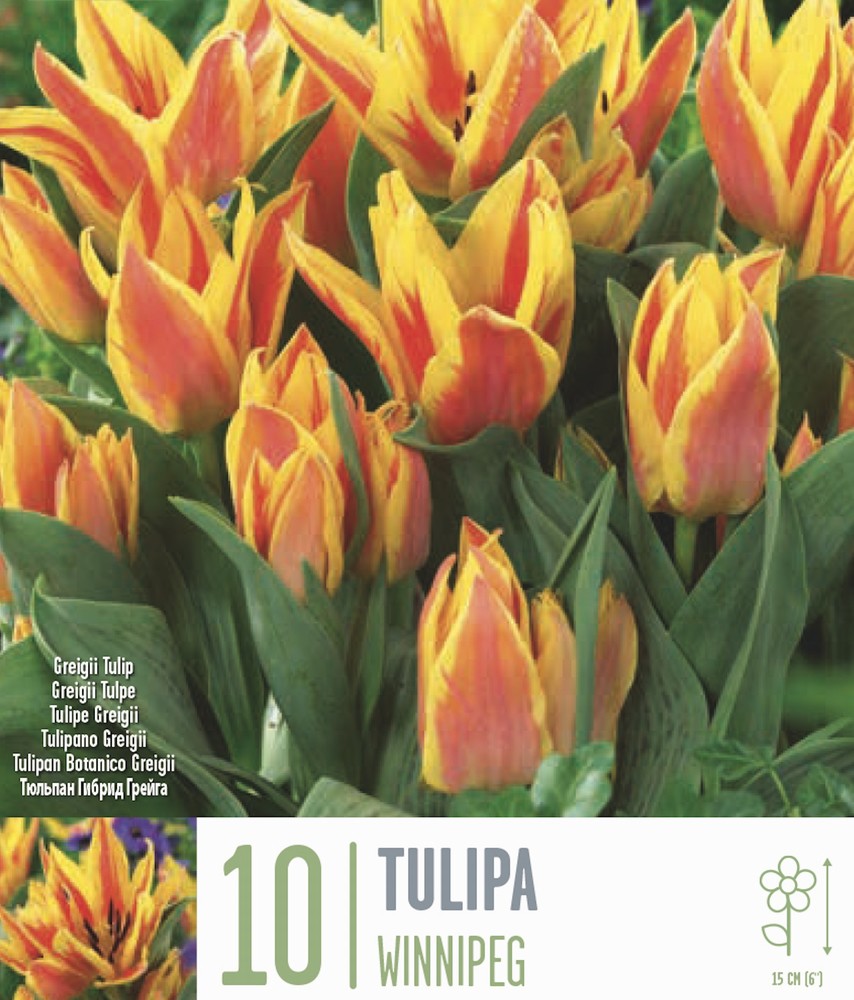 Winnipeg Tulip