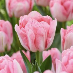 Tulipa ‘Foxtrot’