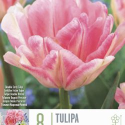 Tulipa ‘Foxtrot’