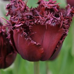 Tulipa ‘Labrador’