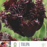 Tulipa ‘Labrador’