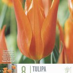 Tulipa ‘Ballerina’