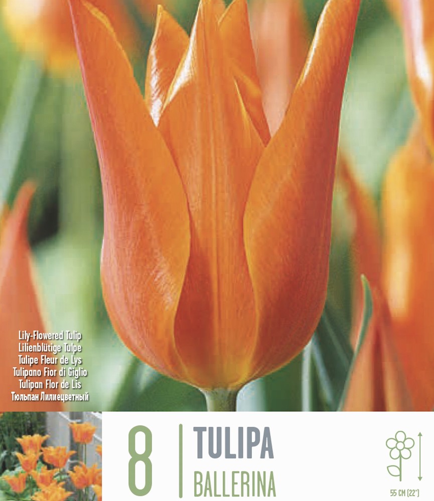Tulip Lily Flowered Ballerina