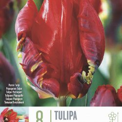 Tulip Parrot Rococo