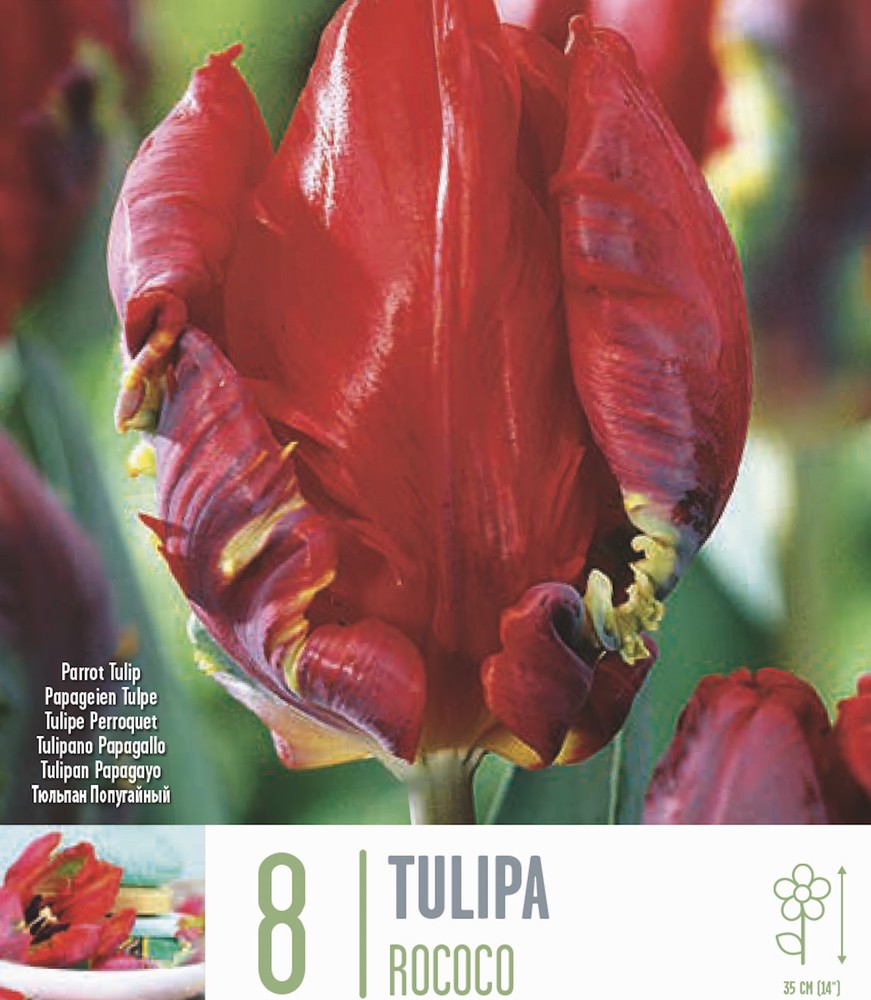 Tulip Parrot Rococo